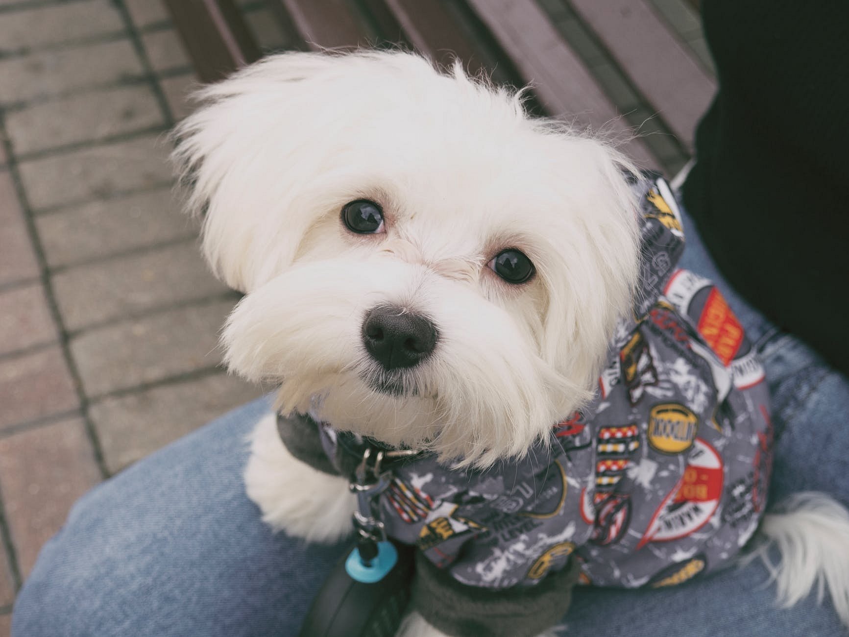 White hot sale hair puppy