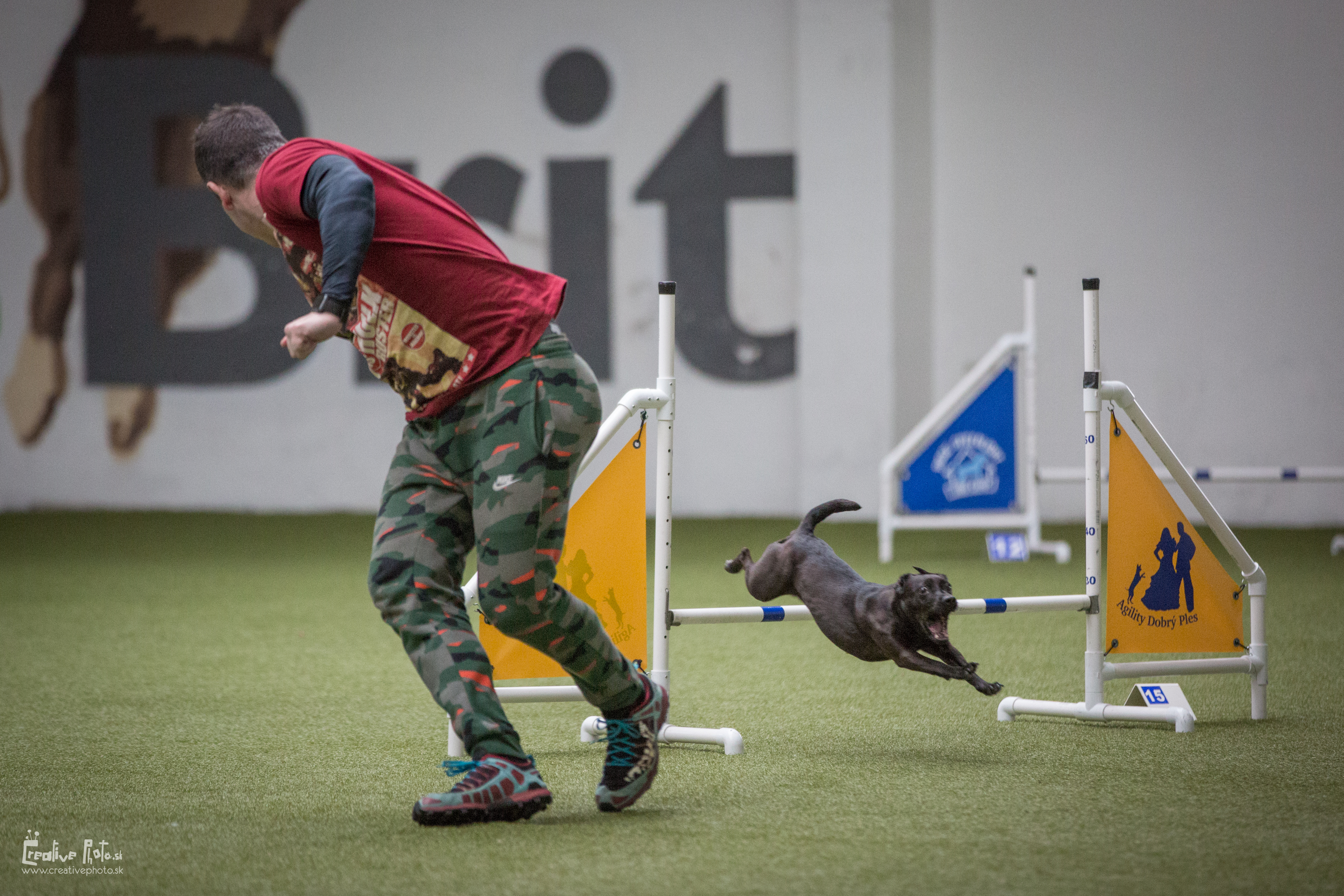 agility trainers near me