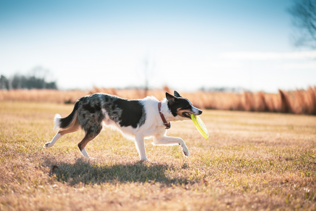 pro dog frisbee