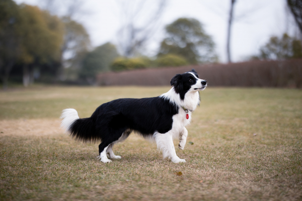 why you should get a dog from a breeder