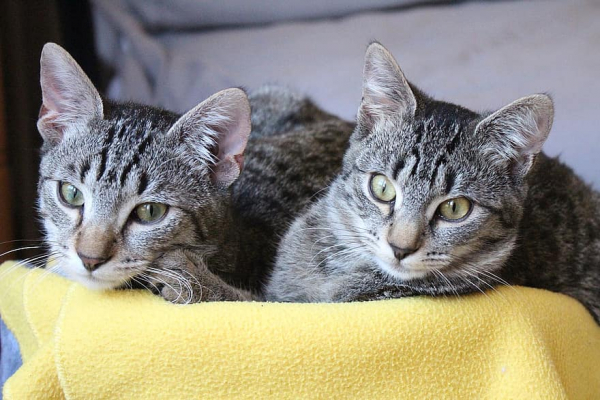 how to integrate cats