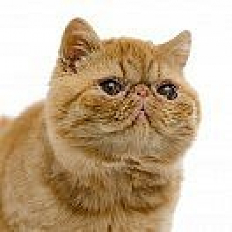 Portraits of Popular Breeds at Home and Abroad: Exotic Shorthair – Friends  animals