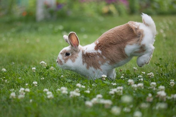 Rabbit hopping, or a slightly different show jumping – Friends animals