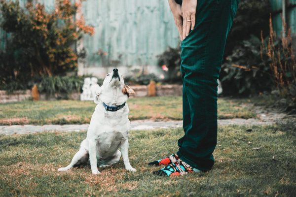 do dogs understand tone of voice