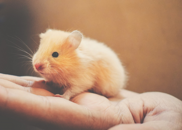 Syrian or Golden Hamster Care : Syrian or Golden Hamster Life Span