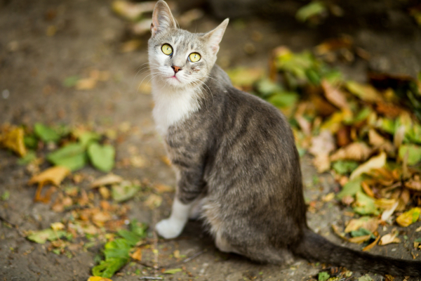 Portraits of Popular Breeds at Home and Abroad – Korat – Friends 