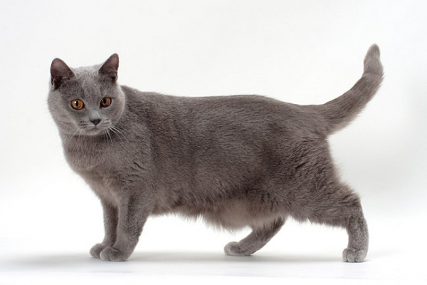 French chartreux hot sale cat