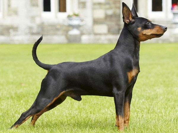 Large store pinscher dog