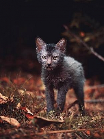 Lykoi store werewolf cat