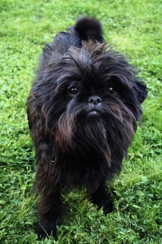 Affenpinscher haircut best sale