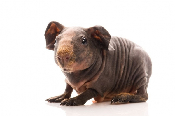 Where can i get a hairless hot sale guinea pig