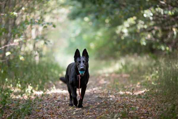 when were search and rescue dogs first used