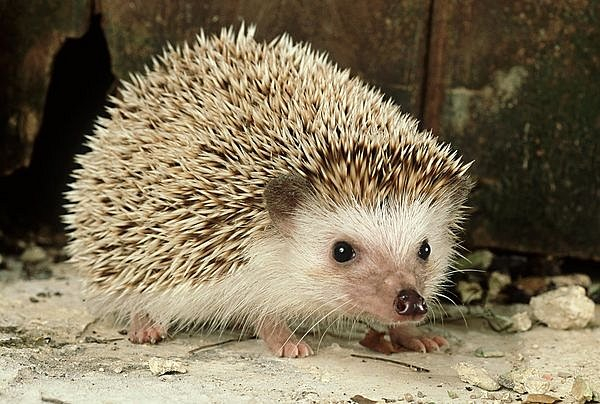 full grown pet hedgehog