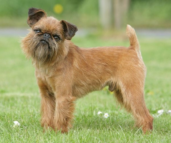 A best sale brussels griffon